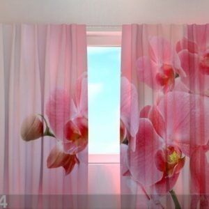 Wellmira Läpinäkyvä Verho Pink Orchid 240x220 Cm